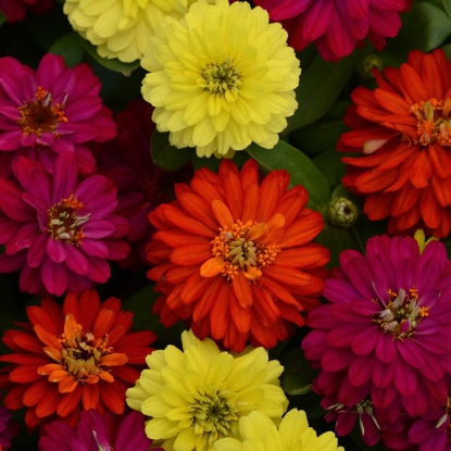 Picture of Zinnia Double Brilliant Mixed