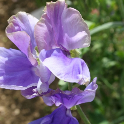Picture of Sweet Pea Noel Sutton Seeds