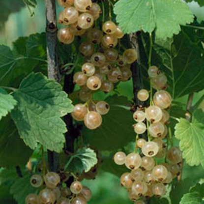 Picture of White Currants Blanka - 1 Bush - NOVEMBER 2026 DELIVERY.
