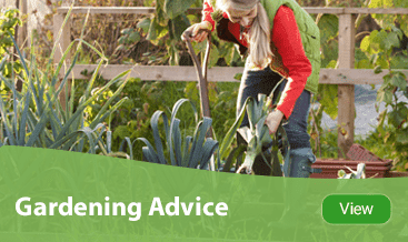 Gardening growing advice
