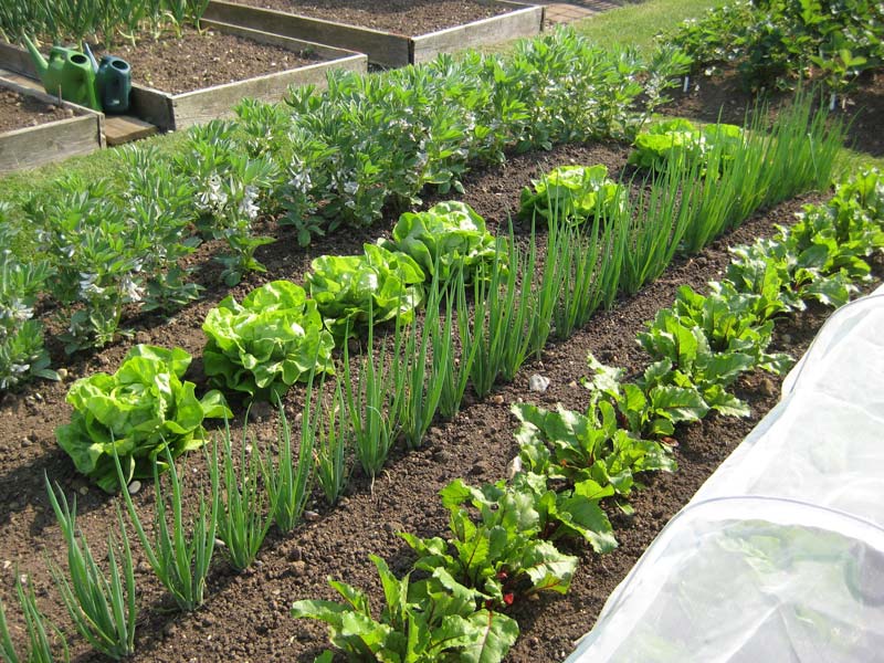 Salads-Broadbeans-andrew-garden-4.JPG
