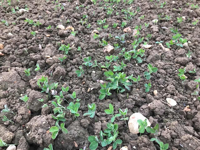 sweet-peas-growing-in-the-field-kings-seeds-1.jpg